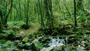 Garajonay