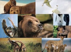 enciclopedia online de animales