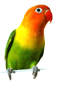 agapornis