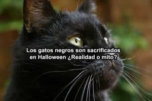 sacrifican-gatos-negros-en-halloween