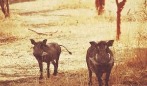 ¿Por qué continúa la expansión del jabalí? La plaga llega a las carreteras