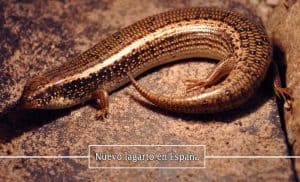 nuevo-lagarto-en-espana
