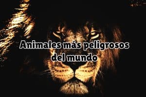 Animales más peligrosos del mundo