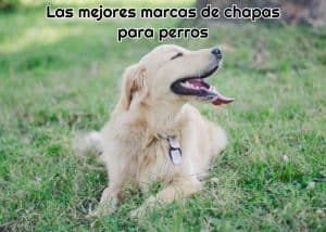 perro con la lengua fuera y tumbado en la hierba