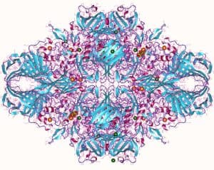 lactasa