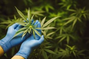 sostenibilidad en la industria del CBD