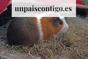 Consejos para cuidar mascotas