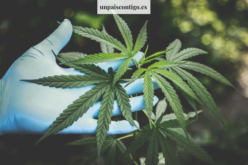 ¿Qué es el HHC?